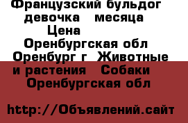 Французский бульдог ( девочка 3 месяца) › Цена ­ 12 000 - Оренбургская обл., Оренбург г. Животные и растения » Собаки   . Оренбургская обл.